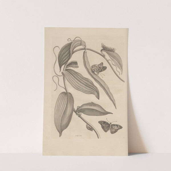 Dissertatio de generatione et metamorphosibus insectorum surinamensium Pl.25 (1726) by Maria Sibylla Merian