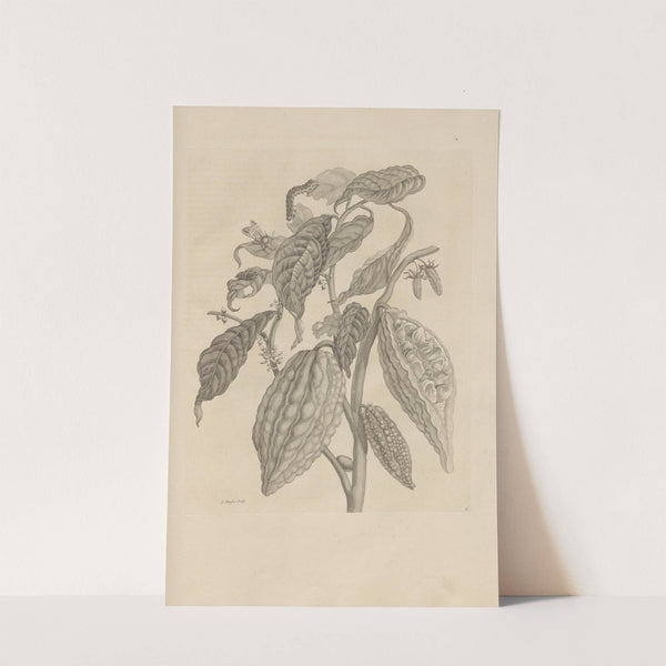 Dissertatio de generatione et metamorphosibus insectorum surinamensium Pl.26 (1726) by Maria Sibylla Merian