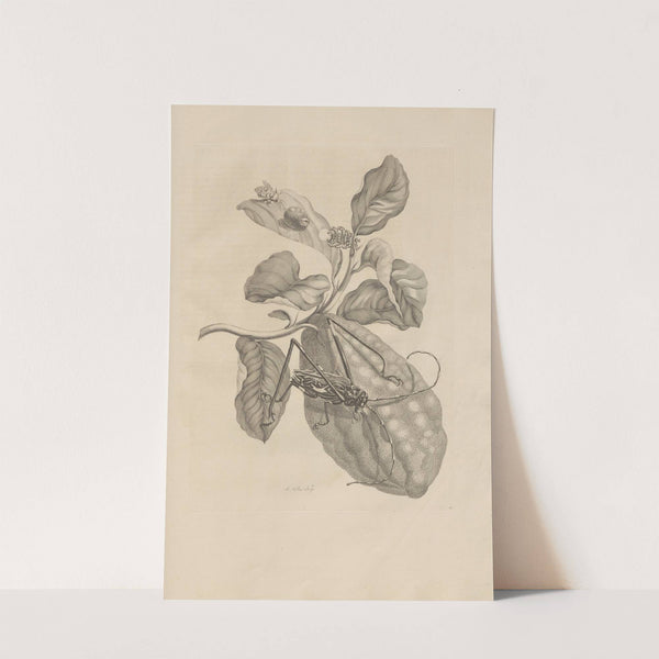 Dissertatio de generatione et metamorphosibus insectorum surinamensium Pl.28 (1726) by Maria Sibylla Merian