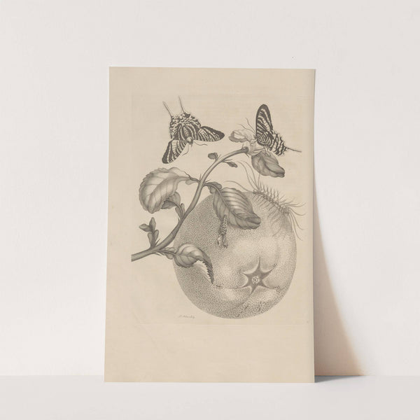 Dissertatio de generatione et metamorphosibus insectorum surinamensium Pl.29 (1726) by Maria Sibylla Merian