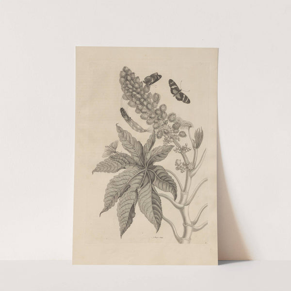 Dissertatio de generatione et metamorphosibus insectorum surinamensium Pl.30 (1726) by Maria Sibylla Merian