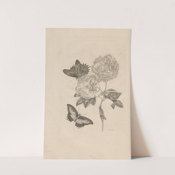 Dissertatio de generatione et metamorphosibus insectorum surinamensium Pl.31 (1726) by Maria Sibylla Merian