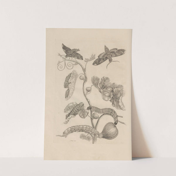 Dissertatio de generatione et metamorphosibus insectorum surinamensium Pl.33 (1726) by Maria Sibylla Merian