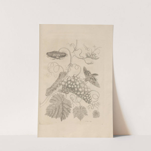 Dissertatio de generatione et metamorphosibus insectorum surinamensium Pl.34 (1726) by Maria Sibylla Merian