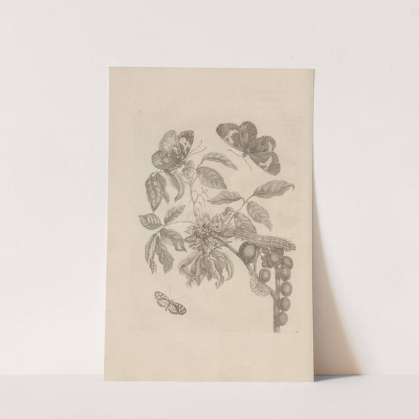 Dissertatio de generatione et metamorphosibus insectorum surinamensium Pl.35 (1726) by Maria Sibylla Merian