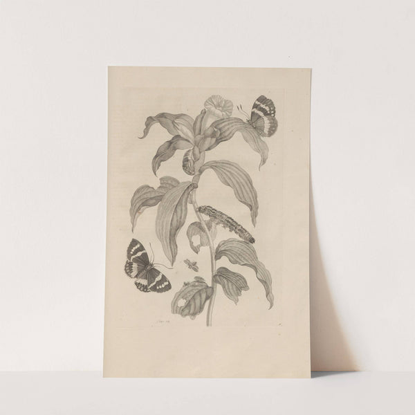 Dissertatio de generatione et metamorphosibus insectorum surinamensium Pl.36 (1726) by Maria Sibylla Merian