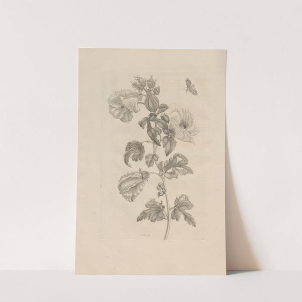 Dissertatio de generatione et metamorphosibus insectorum surinamensium Pl.37 (1726) by Maria Sibylla Merian