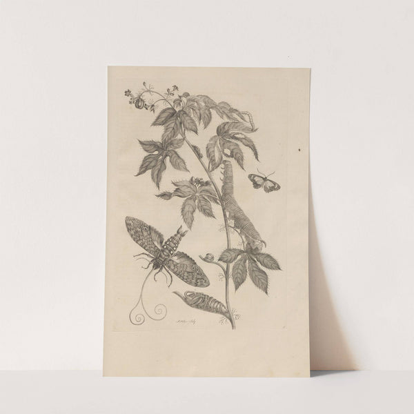 Dissertatio de generatione et metamorphosibus insectorum surinamensium Pl.38 (1726) by Maria Sibylla Merian