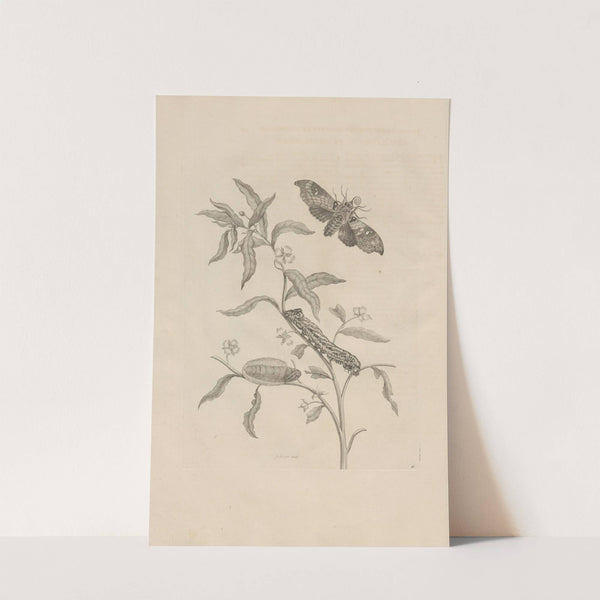 Dissertatio de generatione et metamorphosibus insectorum surinamensium Pl.39 (1726) by Maria Sibylla Merian