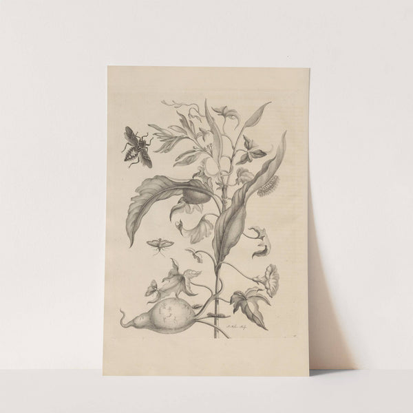 Dissertatio de generatione et metamorphosibus insectorum surinamensium Pl.41 (1726) by Maria Sibylla Merian