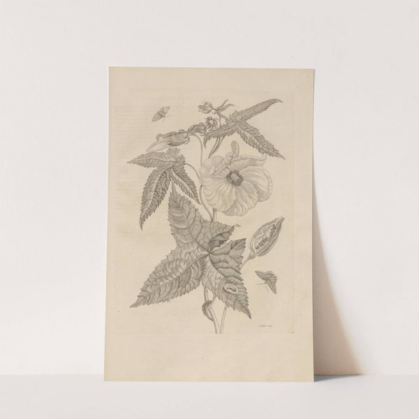 Dissertatio de generatione et metamorphosibus insectorum surinamensium Pl.42 (1726) by Maria Sibylla Merian