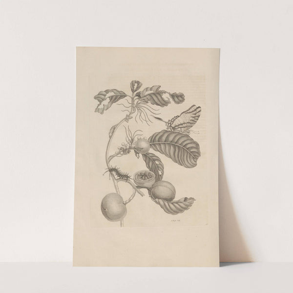 Dissertatio de generatione et metamorphosibus insectorum surinamensium Pl.43 (1726) by Maria Sibylla Merian