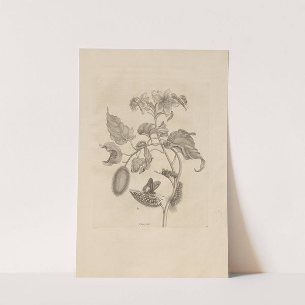 Dissertatio de generatione et metamorphosibus insectorum surinamensium Pl.44 (1726) by Maria Sibylla Merian