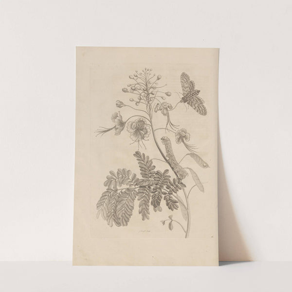 Dissertatio de generatione et metamorphosibus insectorum surinamensium Pl.45 (1726) by Maria Sibylla Merian