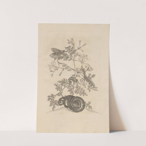 Dissertatio de generatione et metamorphosibus insectorum surinamensium Pl.46 (1726) by Maria Sibylla Merian