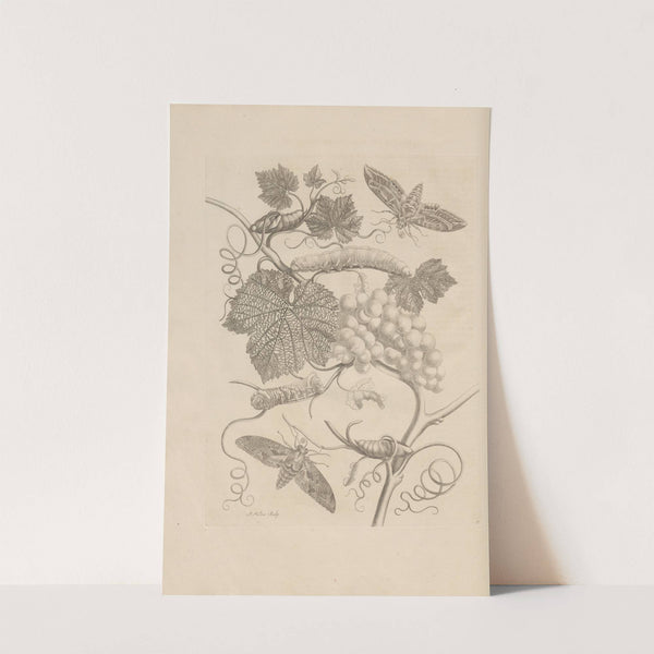 Dissertatio de generatione et metamorphosibus insectorum surinamensium Pl.47 (1726) by Maria Sibylla Merian