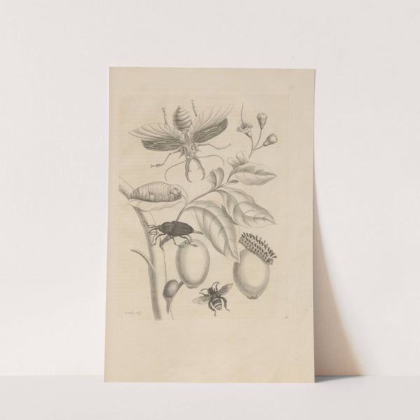 Dissertatio de generatione et metamorphosibus insectorum surinamensium Pl.48 (1726) by Maria Sibylla Merian