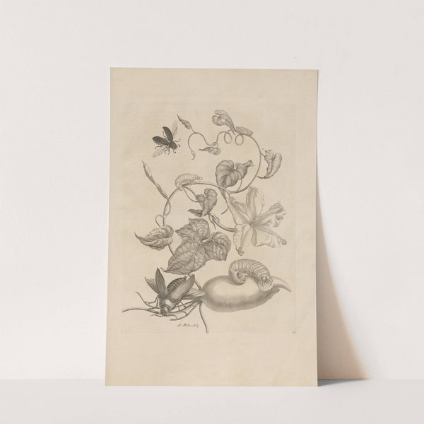 Dissertatio de generatione et metamorphosibus insectorum surinamensium Pl.50 (1726) by Maria Sibylla Merian