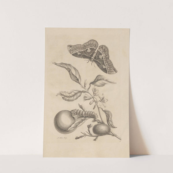 Dissertatio de generatione et metamorphosibus insectorum surinamensium Pl.52 (1726) by Maria Sibylla Merian