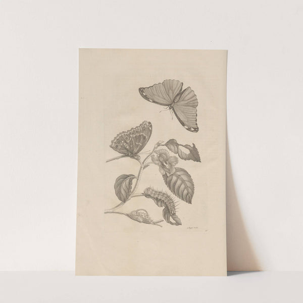 Dissertatio de generatione et metamorphosibus insectorum surinamensium Pl.53 (1726) by Maria Sibylla Merian