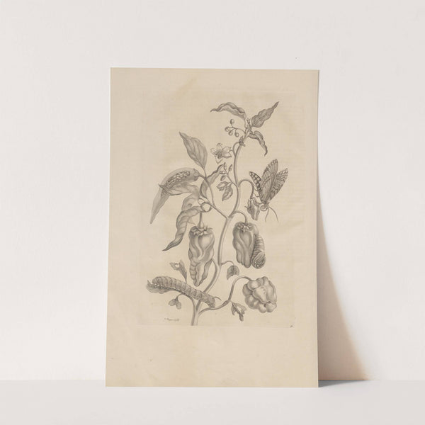 Dissertatio de generatione et metamorphosibus insectorum surinamensium Pl.55 (1726) by Maria Sibylla Merian