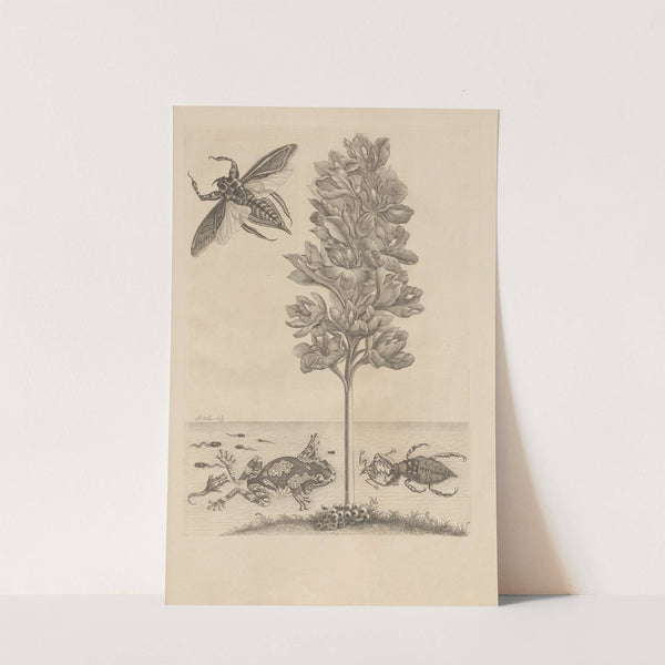 Dissertatio de generatione et metamorphosibus insectorum surinamensium Pl.56 (1726) by Maria Sibylla Merian