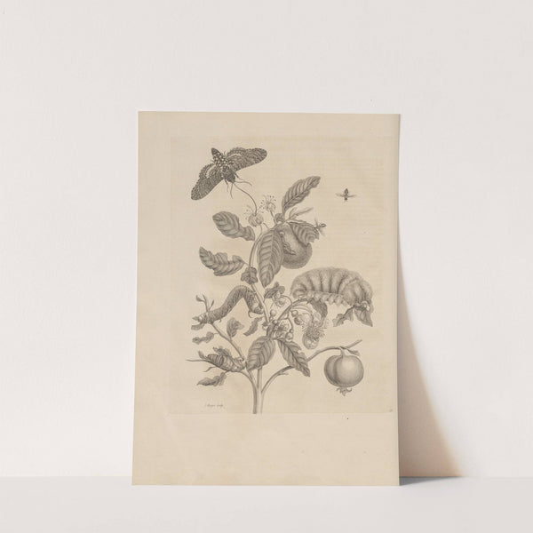 Dissertatio de generatione et metamorphosibus insectorum surinamensium Pl.57 (1726) by Maria Sibylla Merian