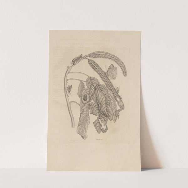 Dissertatio de generatione et metamorphosibus insectorum surinamensium Pl.58 (1726) by Maria Sibylla Merian