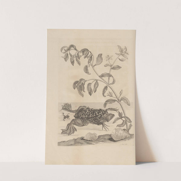 Dissertatio de generatione et metamorphosibus insectorum surinamensium Pl.59 (1726) by Maria Sibylla Merian