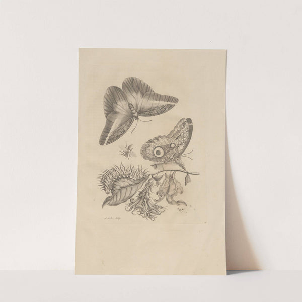 Dissertatio de generatione et metamorphosibus insectorum surinamensium Pl.60 (1726) by Maria Sibylla Merian