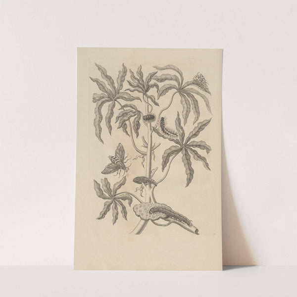 Dissertatio de generatione et metamorphosibus insectorum surinamensium Pl.61 (1726) by Maria Sibylla Merian