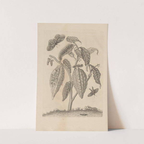 Dissertatio de generatione et metamorphosibus insectorum surinamensium Pl.63 (1726) by Maria Sibylla Merian