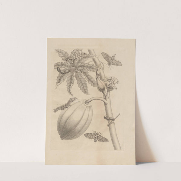 Dissertatio de generatione et metamorphosibus insectorum surinamensium Pl.64 (1726) by Maria Sibylla Merian