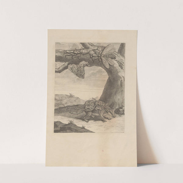 Dissertatio de generatione et metamorphosibus insectorum surinamensium Pl.66 (1726) by Maria Sibylla Merian