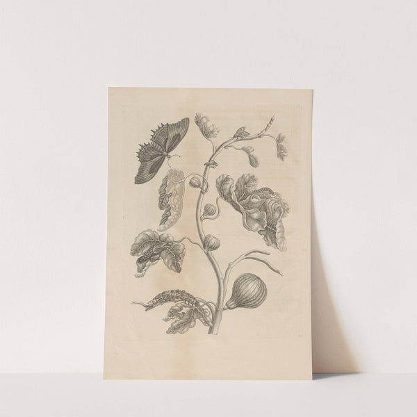 Dissertatio de generatione et metamorphosibus insectorum surinamensium Pl.67 (1726) by Maria Sibylla Merian