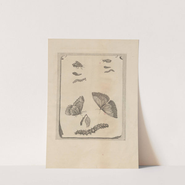 Dissertatio de generatione et metamorphosibus insectorum surinamensium Pl.68 (1726) by Maria Sibylla Merian