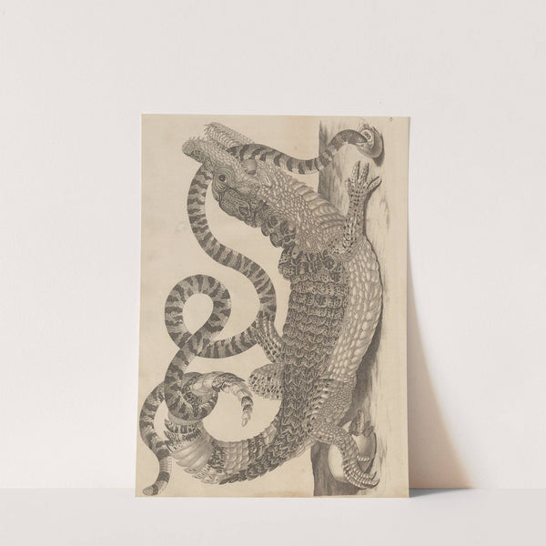 Dissertatio de generatione et metamorphosibus insectorum surinamensium Pl.69 (1726) by Maria Sibylla Merian