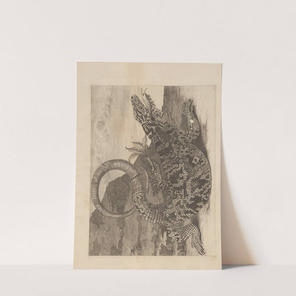 Dissertatio de generatione et metamorphosibus insectorum surinamensium Pl.70 (1726) by Maria Sibylla Merian