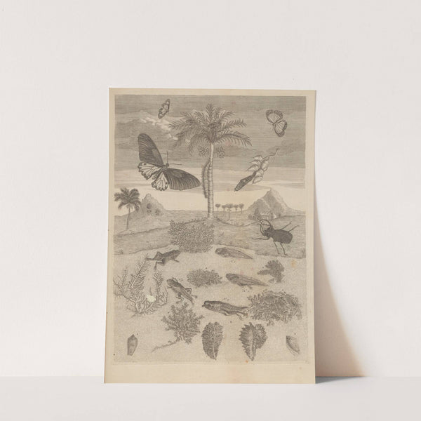 Dissertatio de generatione et metamorphosibus insectorum surinamensium Pl.72 (1726) by Maria Sibylla Merian