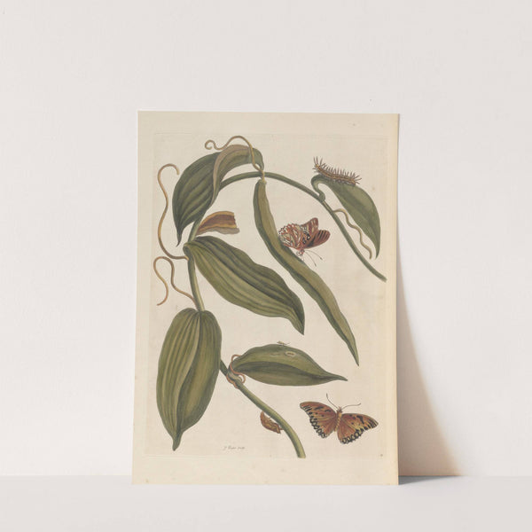 Dissertation sur la generation et les transformations des insectes de Surinam Pl.01 (1705) by Maria Sibylla Merian