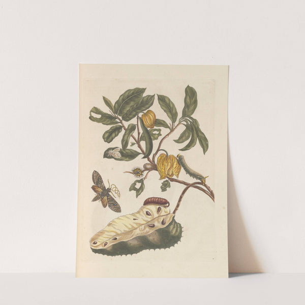 Dissertation sur la generation et les transformations des insectes de Surinam Pl.02 (1705) by Maria Sibylla Merian