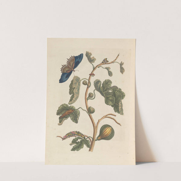 Dissertation sur la generation et les transformations des insectes de Surinam Pl.03 (1705) by Maria Sibylla Merian