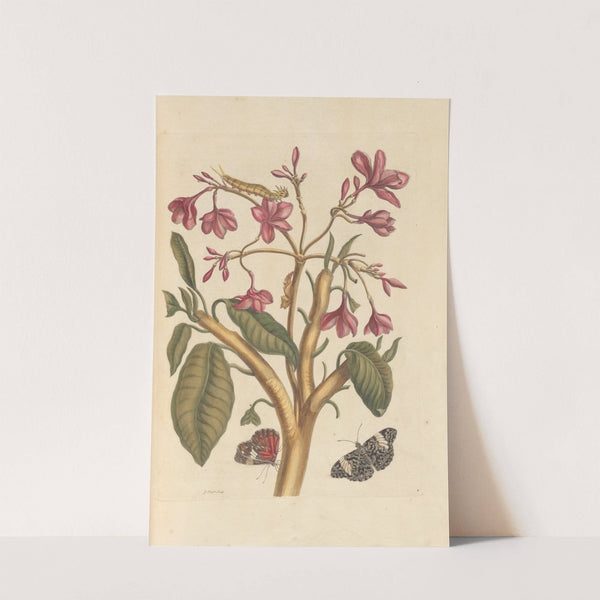 Dissertation sur la generation et les transformations des insectes de Surinam Pl.04 (1705) by Maria Sibylla Merian