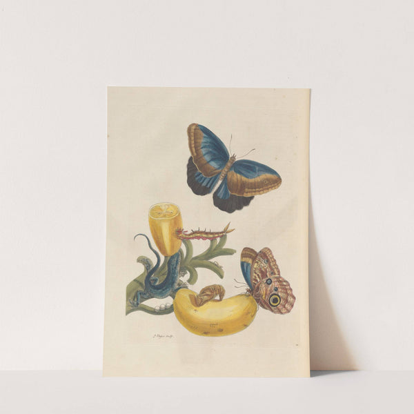 Dissertation sur la generation et les transformations des insectes de Surinam Pl.05 (1705) by Maria Sibylla Merian