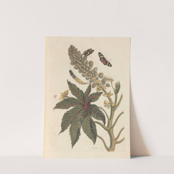 Dissertation sur la generation et les transformations des insectes de Surinam Pl.06 (1705) by Maria Sibylla Merian