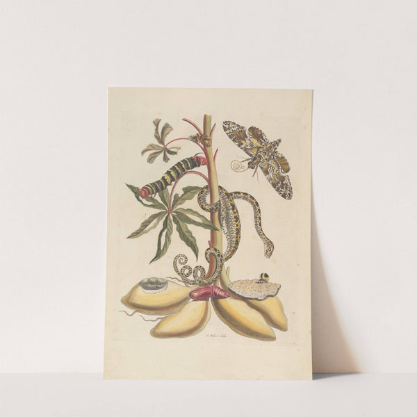 Dissertation sur la generation et les transformations des insectes de Surinam Pl.07 (1705) by Maria Sibylla Merian