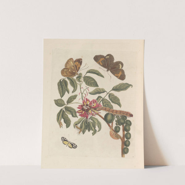 Dissertation sur la generation et les transformations des insectes de Surinam Pl.08 (1705) by Maria Sibylla Merian