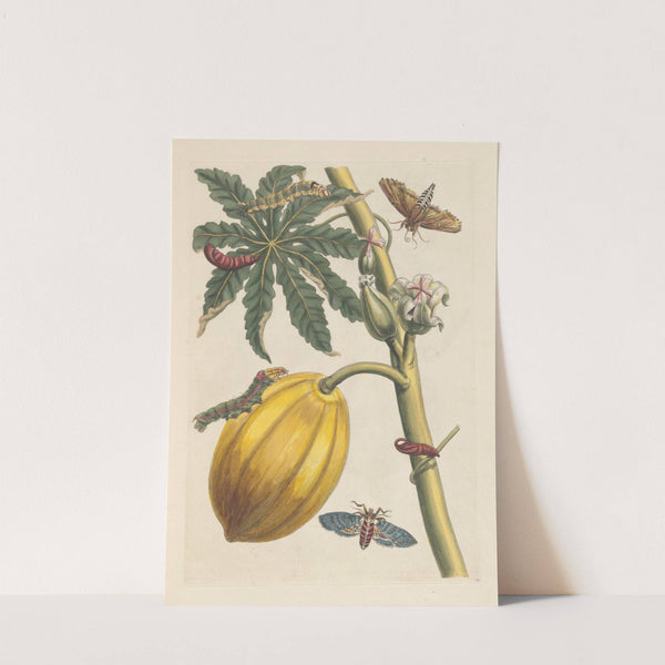 Dissertation sur la generation et les transformations des insectes de Surinam Pl.09 (1705) by Maria Sibylla Merian