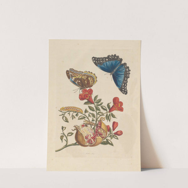 Dissertation sur la generation et les transformations des insectes de Surinam Pl.10 (1705) by Maria Sibylla Merian