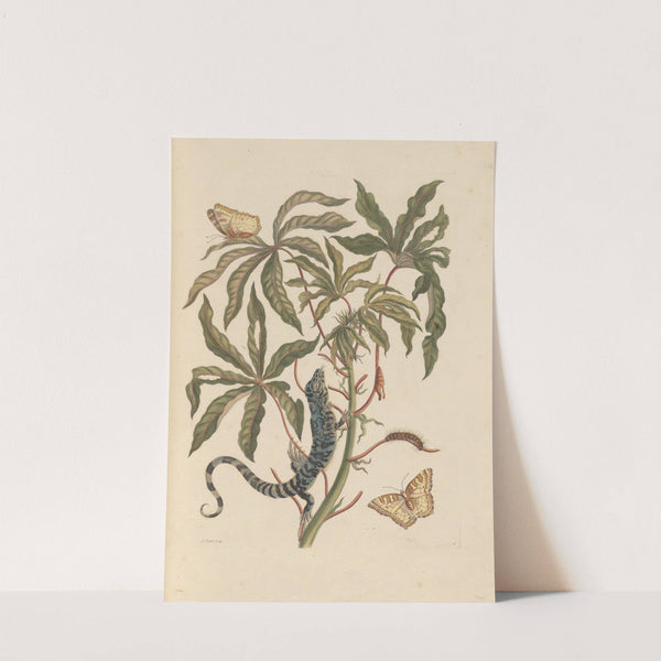 Dissertation sur la generation et les transformations des insectes de Surinam Pl.11 (1705) by Maria Sibylla Merian